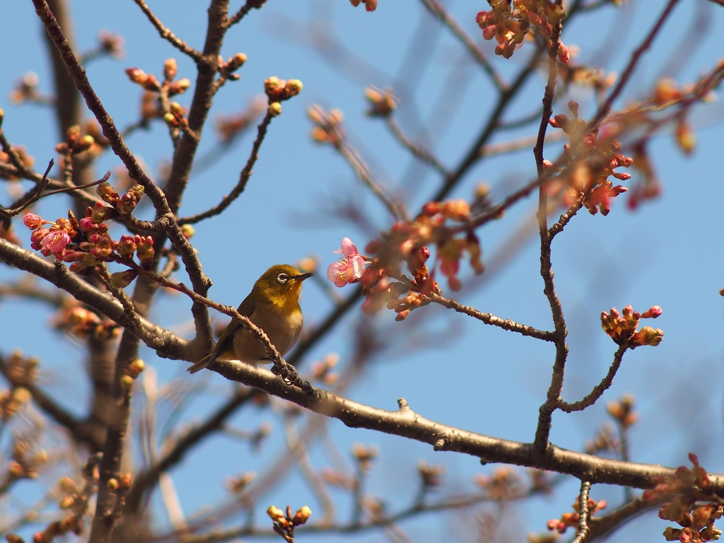 狛江市和泉本町4-11-1 