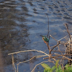 頑張れキットレンズ④