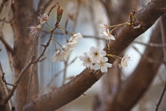 謎の桜