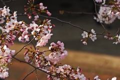 君の記憶のなかに永遠でありますように