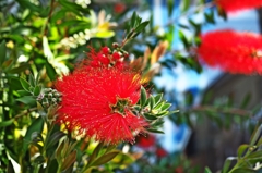 ボトル・ブラッシュ