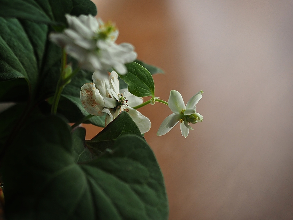 6月のレンゲショウマ