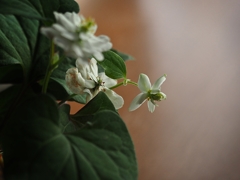 6月のレンゲショウマ