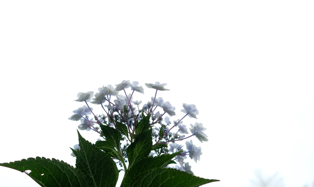 なぜ咲く 秋の紫陽花