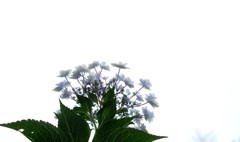 なぜ咲く 秋の紫陽花