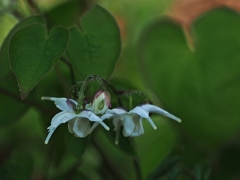 サード・チルドレン