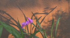 青春の光と影