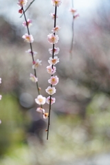 簪（かんざし）