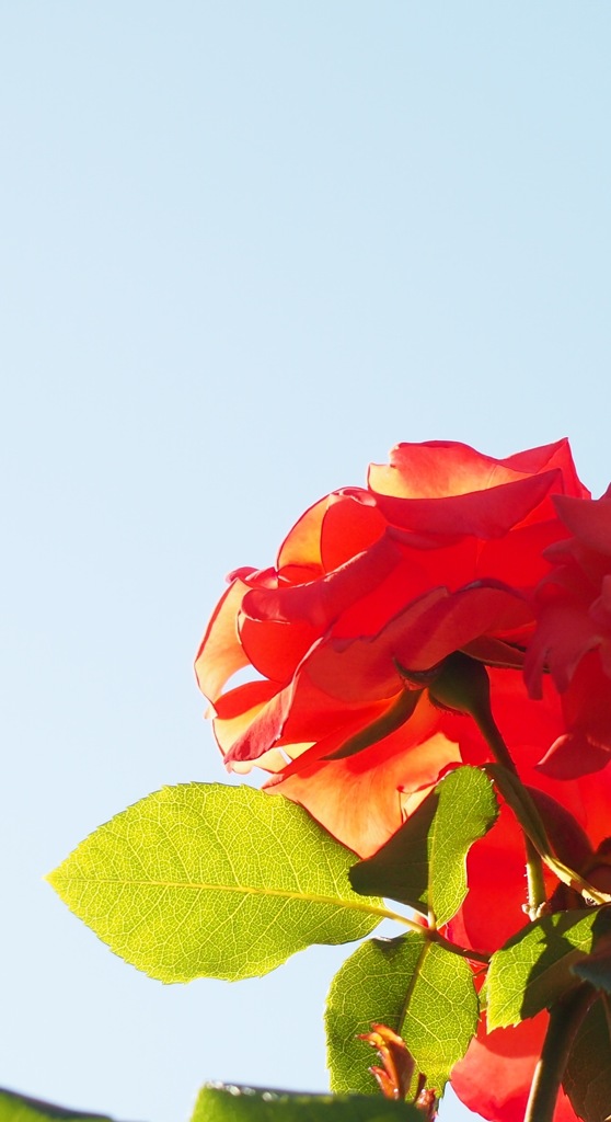 時は過ぎゆく…のだ