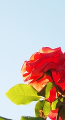 時は過ぎゆく…のだ