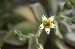 オボロヅキ 学名-Graptopetalum paraguayense