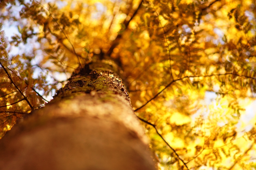 生田緑地「生きた化石」