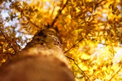 生田緑地「生きた化石」