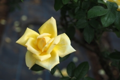 生田ばら苑 2016 Autumn