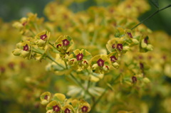 ユーフォルビア（トウダイグサ科）