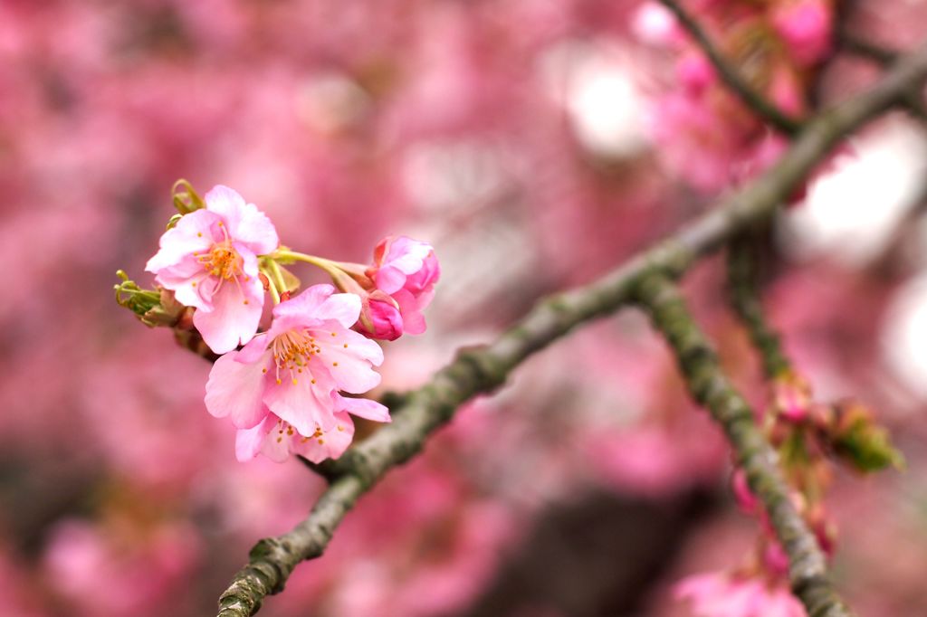Pink Lady