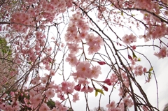 連続投稿ご容赦