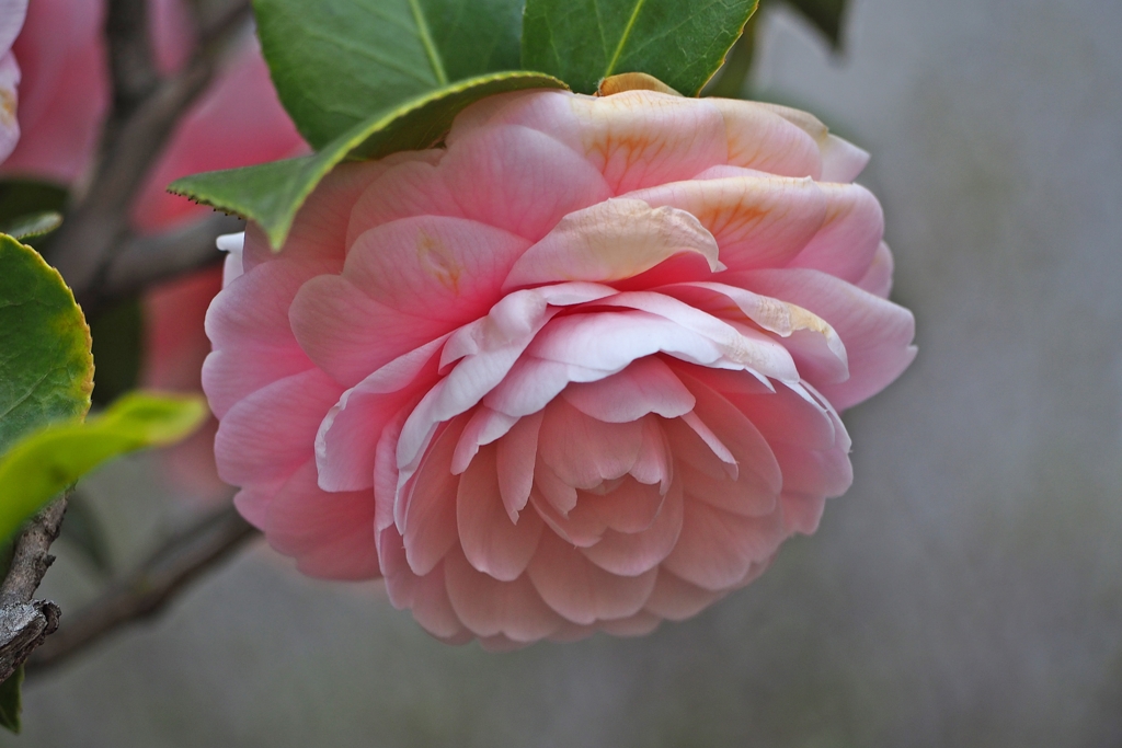 38才 美女の優しさ