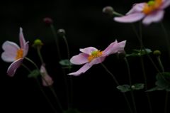 「どちらまで？」「彼岸まで」