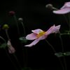 「どちらまで？」「彼岸まで」