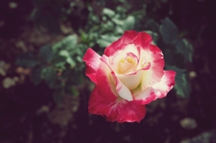 あなたが好きで好きでたまりません