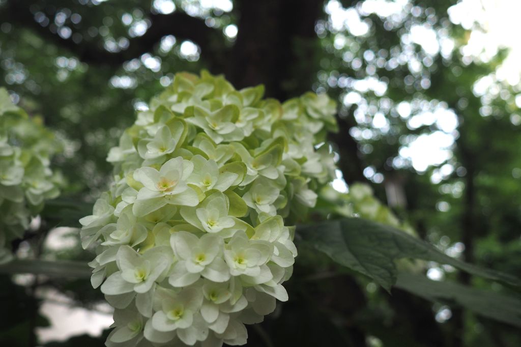 花弁　溢れ出る
