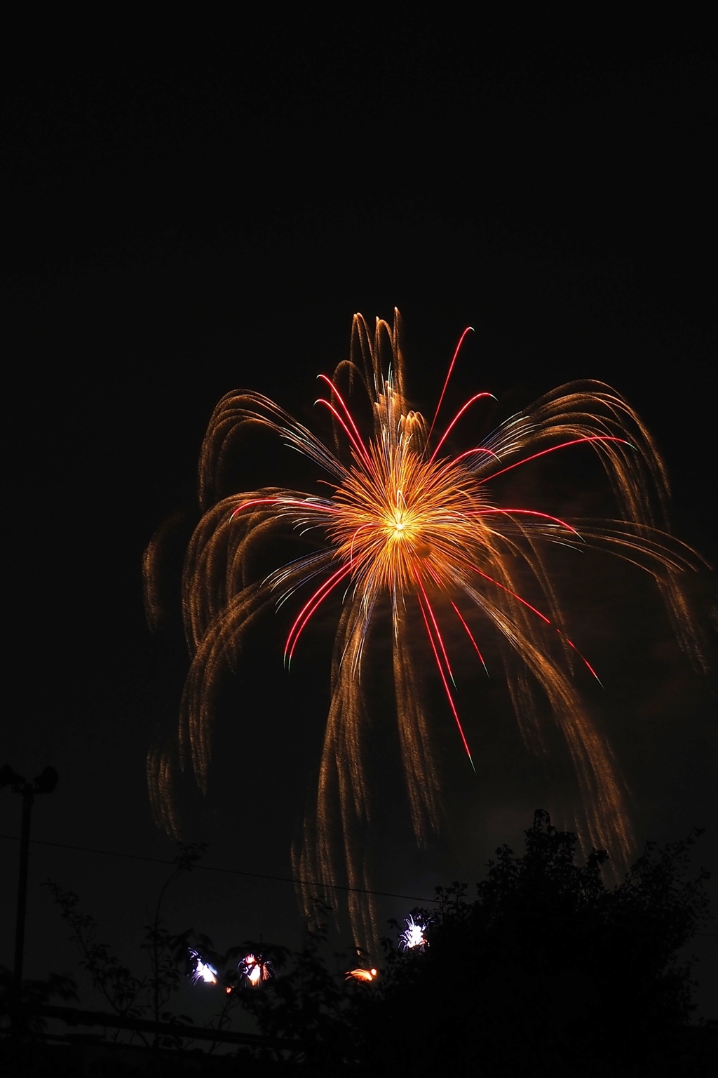 ダーウィンが来た