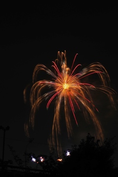 ダーウィンが来た