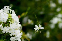 花魁に白蝶舞う