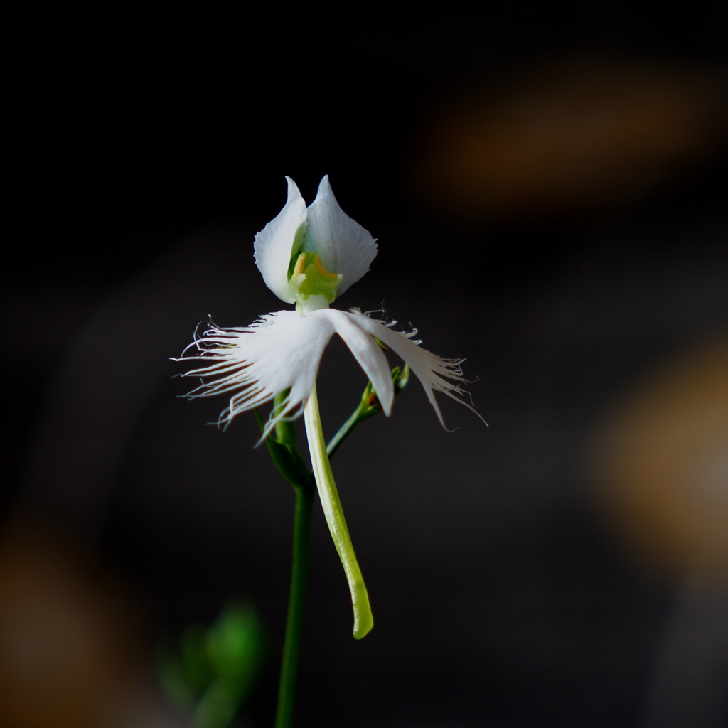 君をおきて　仇し心はなけれども 2015の5