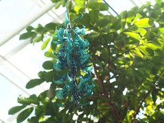 神代植物園 園長の採れたて情報