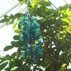 神代植物園 園長の採れたて情報