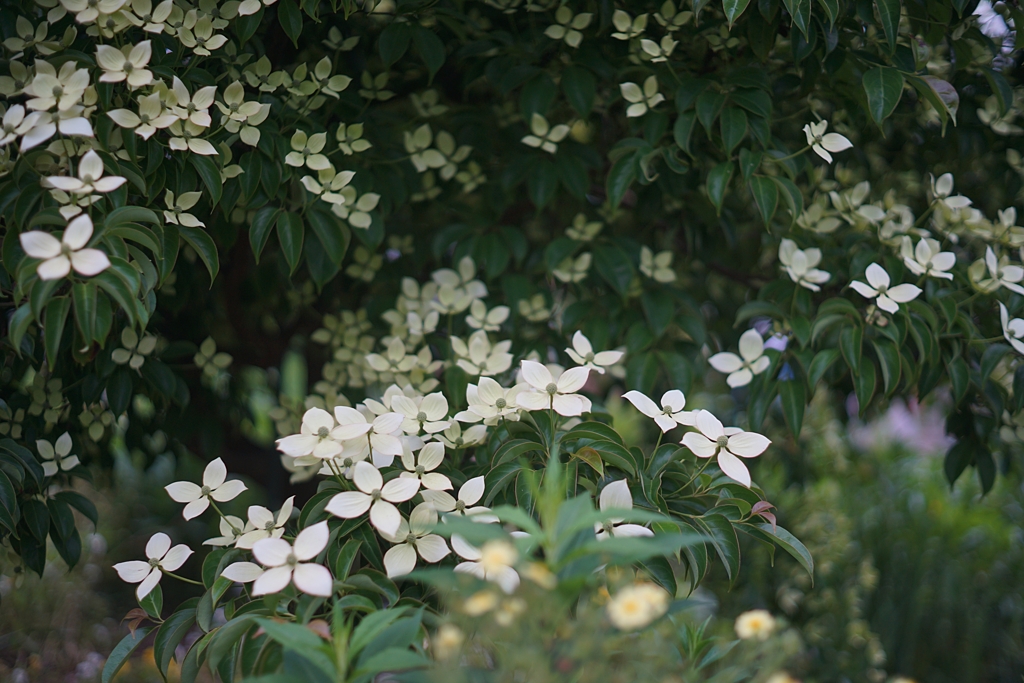 空がとてもひくい 天使が降りて来そうなほど