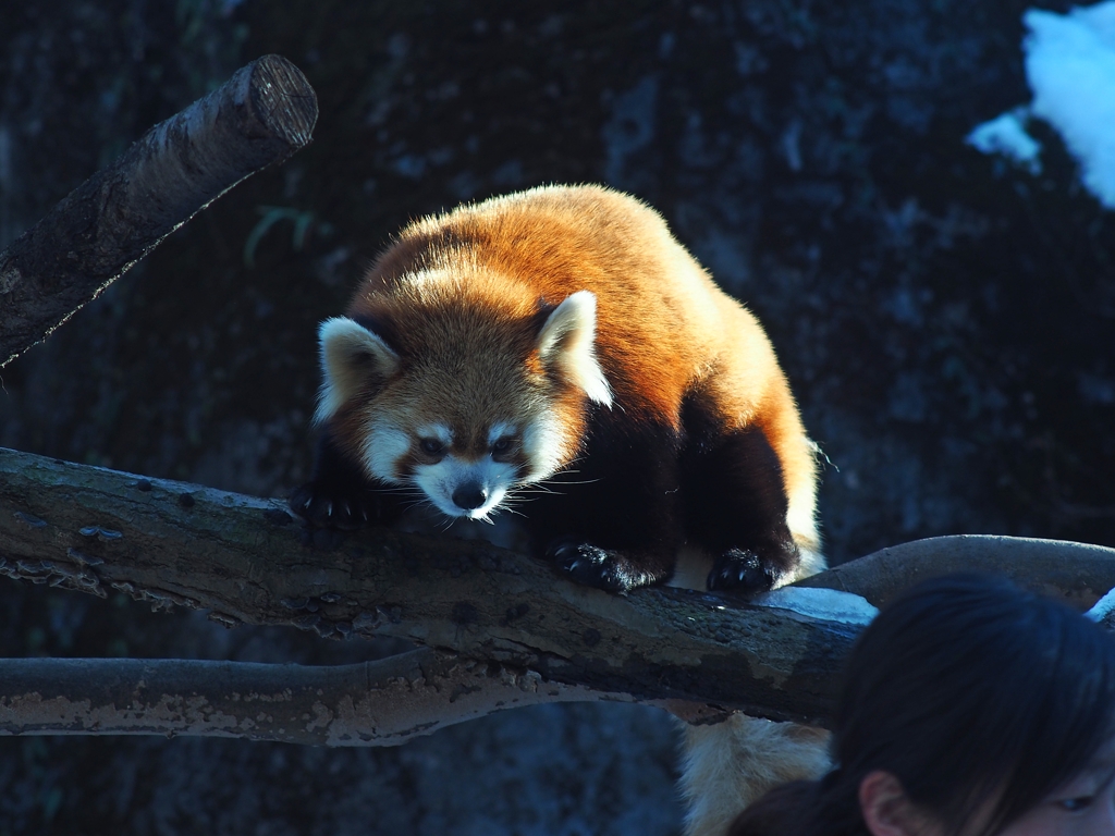 タヌキじゃね～って！