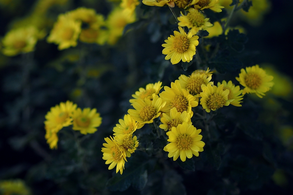 イーハトーヴォへの想い