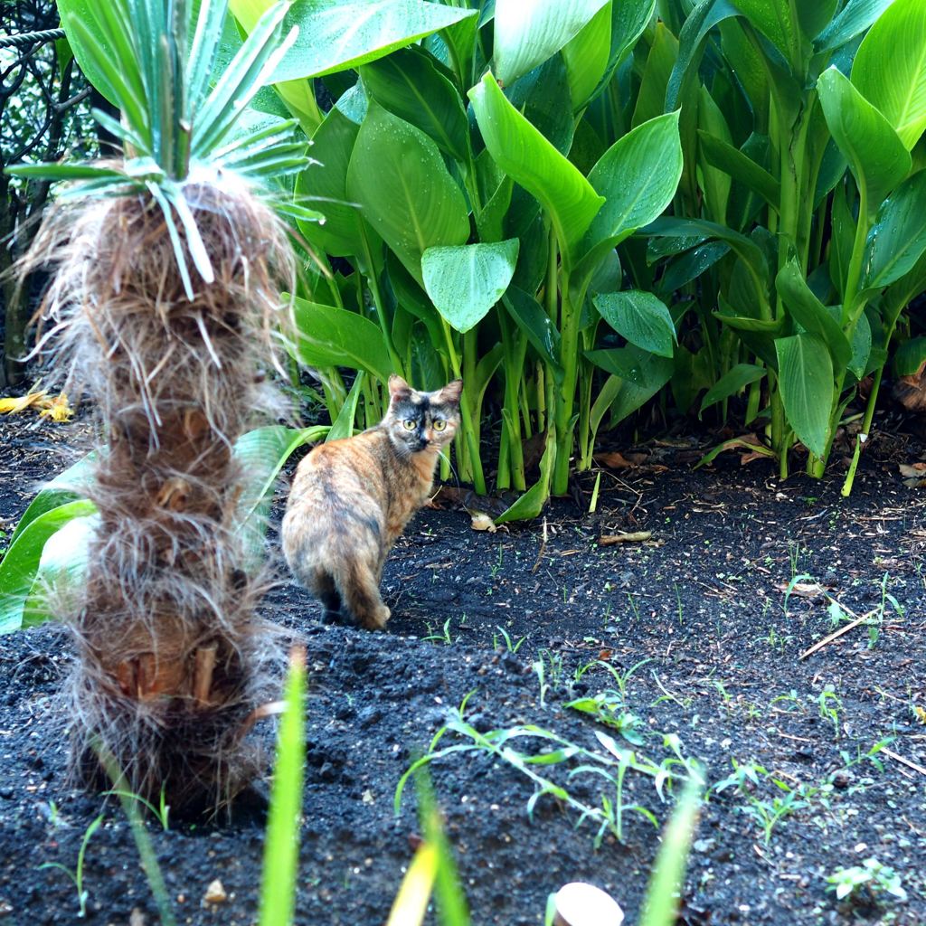 あなた　何なの？