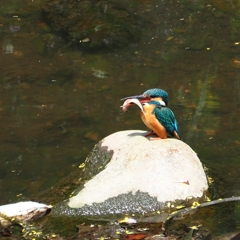 頑張れキットレンズ⑪