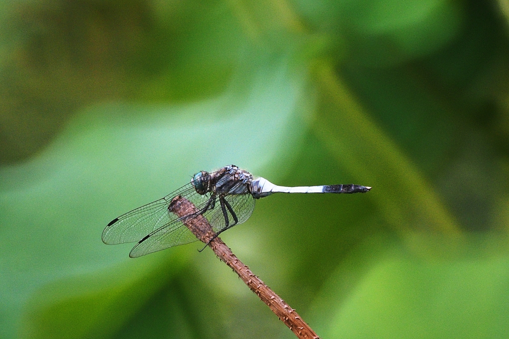 Dragonfly Ectoplasm