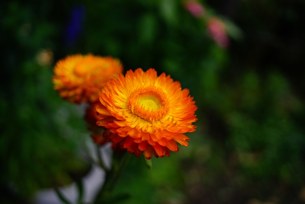 広角レンズで花撮り