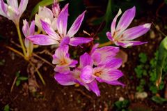 テーブルマジカルフラワー