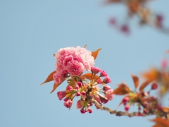 2020 桜を見る会