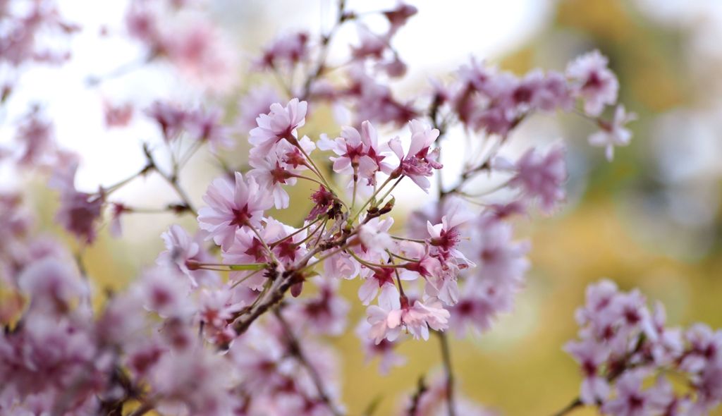 多摩森林科学園