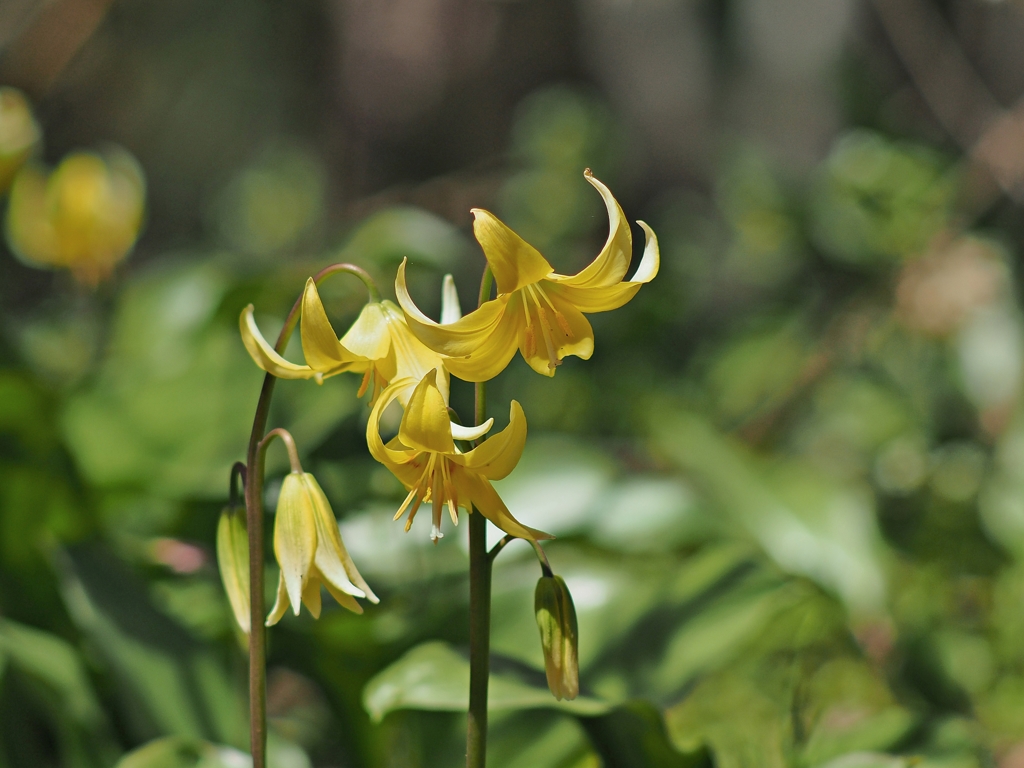 開園期間は4月21日（日）までとなります　。