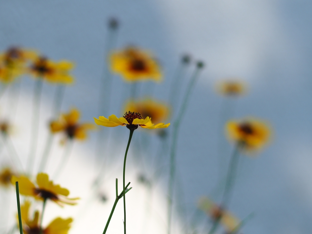 すずさんがみた対空砲火
