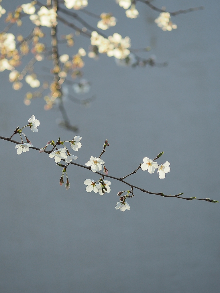 夕方にリベンジ