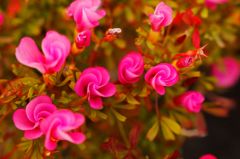 道化師の心臓2 道化師の心臓2