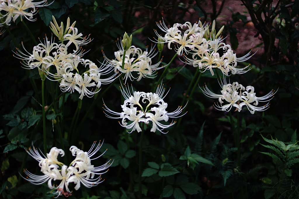 幽霊？妖怪？もしくは魔女？