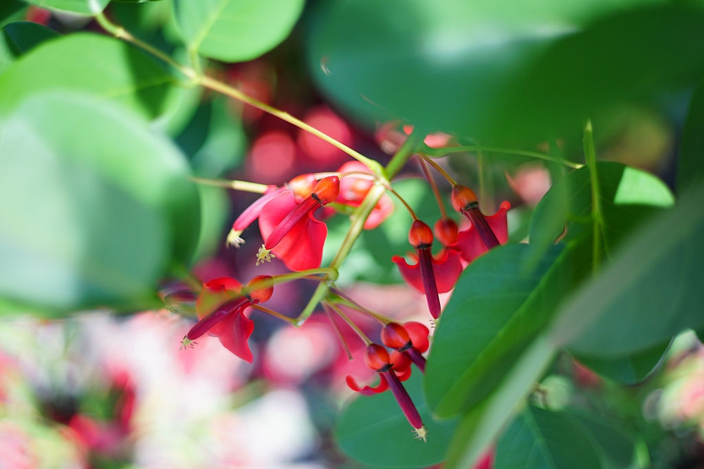 初夏のクリスマスカラー
