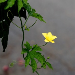 一人ぼっちのあいつ