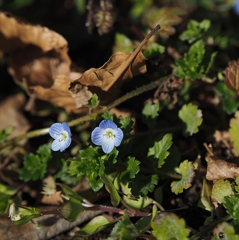 初オオイヌノフグリ